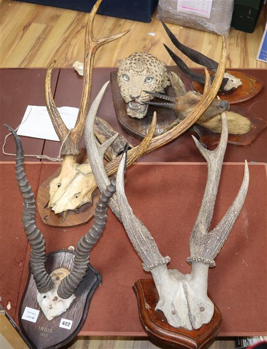 A collection of antlers, taxidermic leopards head etc.